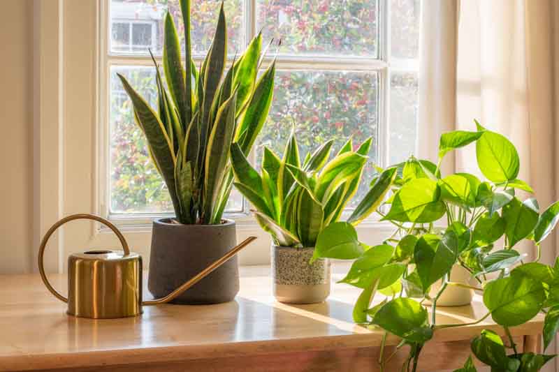 Snake Plant, Snake Plant Care, Variegated Snake plant, Sansevieria trifasciata, Dracaena trifasciata, epipremnum aureum