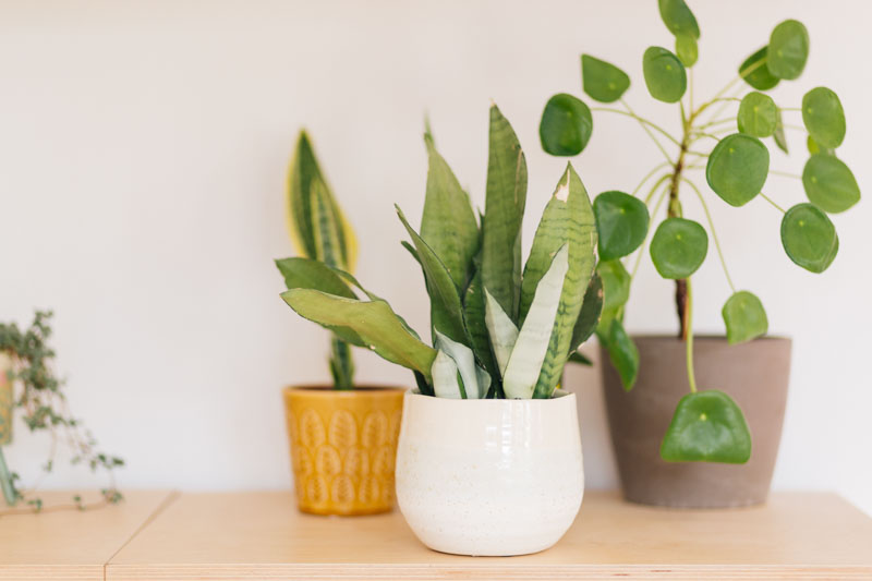 Snake Plant, Snake Plant Care, Sanseviera Moonshine, Sanseviera Trifasciata Laurentii,Pilea peperomioides