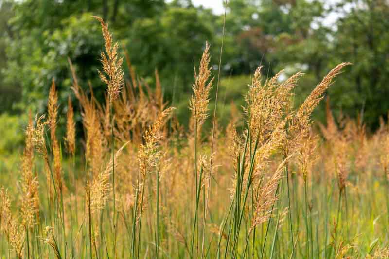 wisconsin,prairie grass,environment,sorghastrum nutans,outdoors,nature,grass,spikelets,plant,perennial bunchgrass,indiangrass,yellow indiangrass