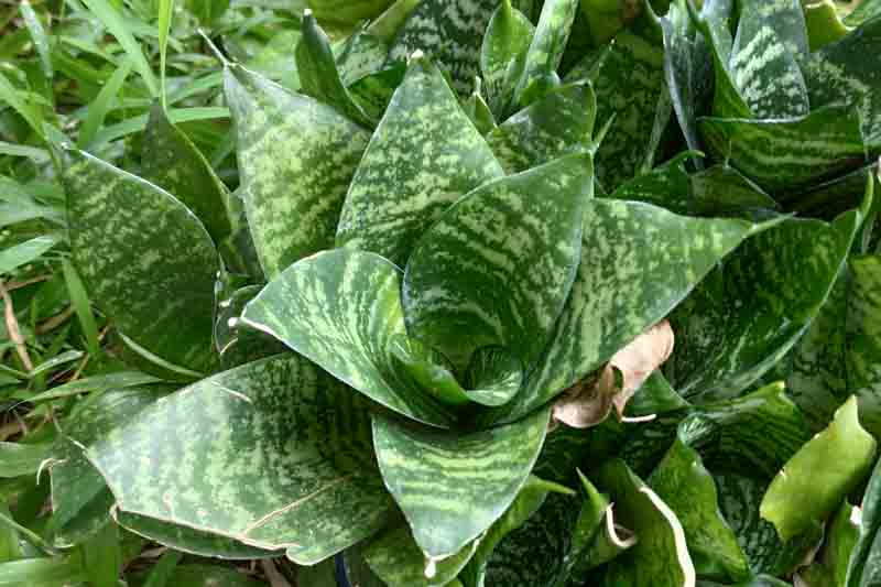 Snake Plant, Snake Plant Care, Bird Nest Snake plant, Sansevieria trifasciata 'Hahnii', Dracaena trifasciata 'Hahnii'