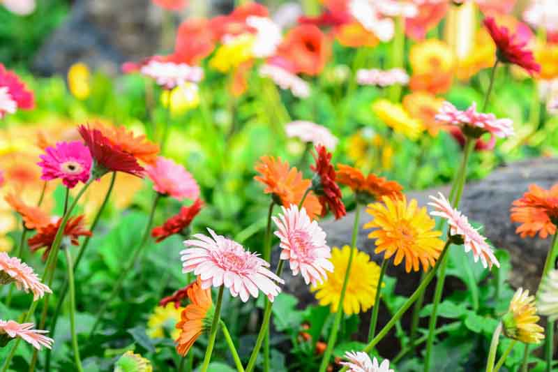 Gerbera daisy, Gerbera, Gerbera daisies, Perennial Flower