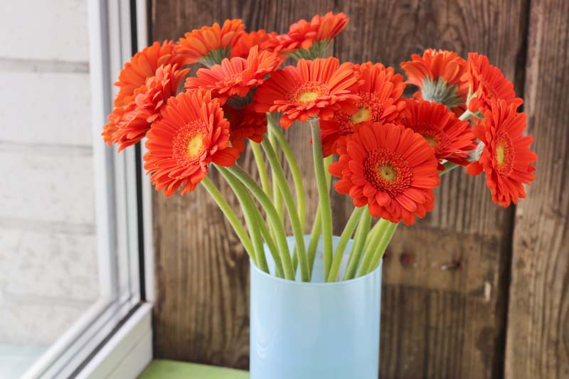 Gerbera, Gerbera daisies, Perennial Flower