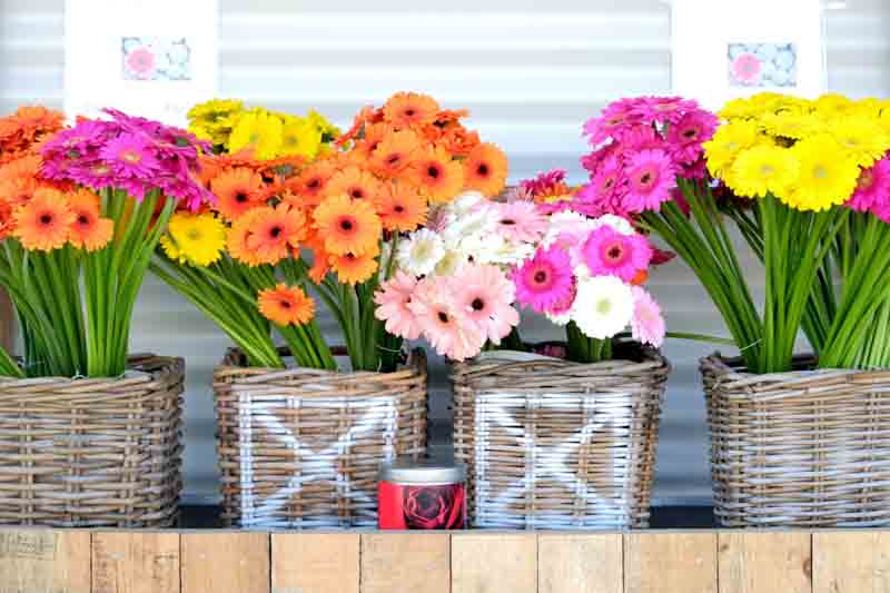 Gerbera, Gerbera daisies, Perennial Flower