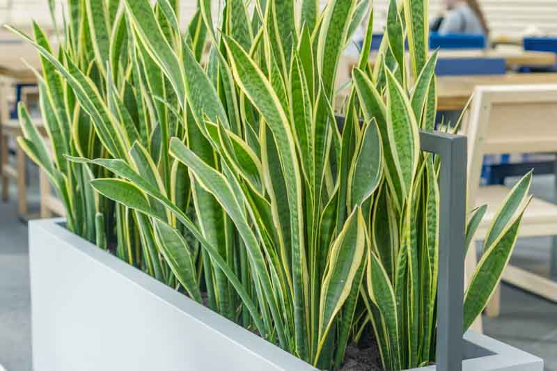 Snake Plant, Snake Plant Care, Variegated Snake plant, Sansevieria trifasciata 'Laurentii', Dracaena trifasciata 'Laurentii'