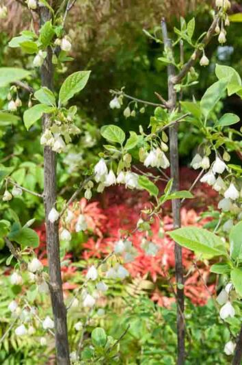 Halesia carolina, Carolina Silverbell, Opossum Wood, Silverbell Tree, Snowdrop Tree, fall color, White flowers