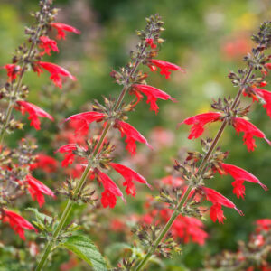 Salvia coccinea, Scarlet Sage, Tropical Sage, Blood Sage, Red Sage, Indian Fire, Red Sage, Native Sage