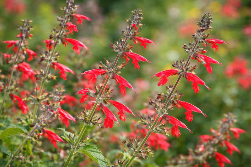 Salvia coccinea (Scarlet Sage) with tubular red flowers attracting hummingbirds