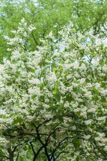 Halesia carolina, Carolina Silverbell, Opossum Wood, Silverbell Tree, Snowdrop Tree, fall color, White flowers