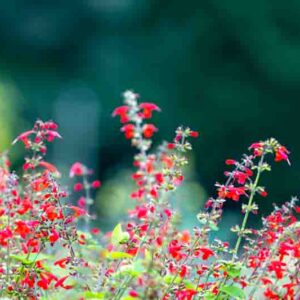 Salvia coccinea, Scarlet Sage, Tropical Sage, Blood Sage, Red Sage, Indian Fire, Red Sage, Native Sage