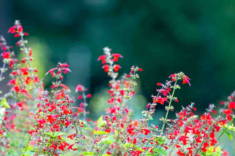 Salvia coccinea, Scarlet Sage, Tropical Sage, Blood Sage, Red Sage, Indian Fire, Red Sage, Native Sage