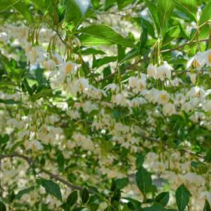 Halesia carolina, Carolina Silverbell, Opossum Wood, Silverbell Tree, Snowdrop Tree, fall color, White flowers
