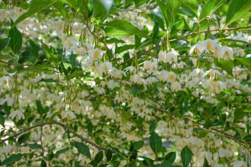 Halesia carolina, Carolina Silverbell, Opossum Wood, Silverbell Tree, Snowdrop Tree, fall color, White flowers