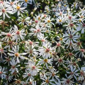 Eurybia divaricata, White Wood Aster, Aster corymbosus, Aster divaricatus, Fall perennials, Fall Flowers, Lavender Asters, Blue Asters