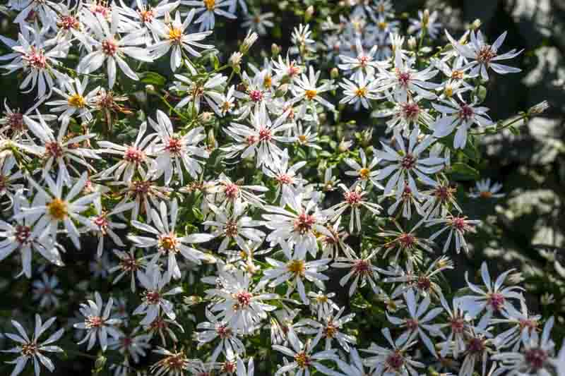 Eurybia divaricata, White Wood Aster, Aster corymbosus, Aster divaricatus, Fall perennials, Fall Flowers, Lavender Asters, Blue Asters