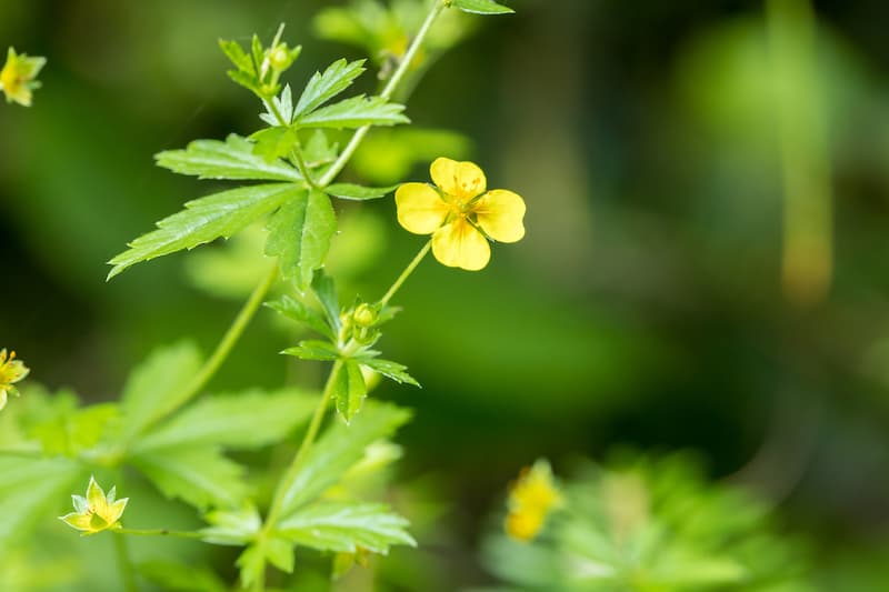 Potentilla erecta, Tormentil, Blood Root, Erect Cinquefoil, Ewe Daisy, Septfoil, Yellow Potentilla, Yellow Flowers
