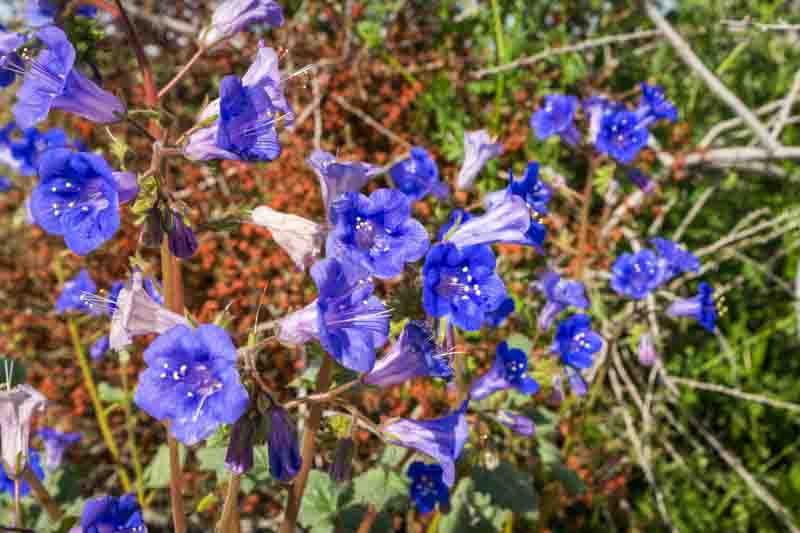 Phacelia campanularia, Desert Bluebell, California Bluebell, Arizona Bluebell, Desert Bells, Blue Flowers, Blue annuals