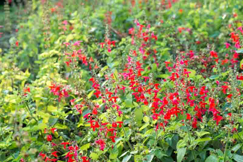 Salvia coccinea, Scarlet Sage, Tropical Sage, Blood Sage, Red Sage, Indian Fire, Red Sage, Native Sage