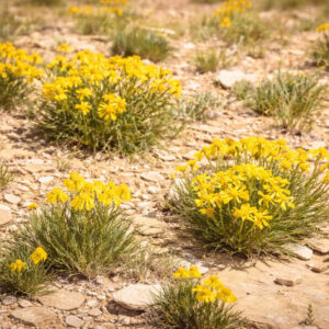 Tetraneuris acaulis,Four-nerve Daisy, Hymenoxys, Stemmy Four-nerve Daisy, Yellow Daisy, Bitterweed, Drought Tolerant Flowers, Yellow Flowers