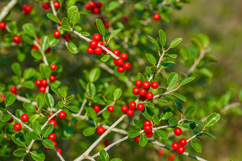 Will Fleming Holly