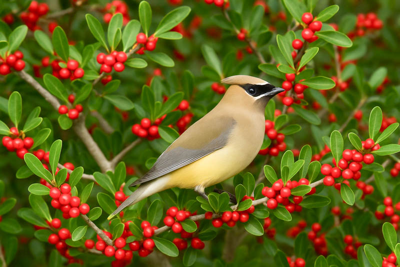 Ilex vomitoria, Yaupon, Yaupon Holly, Cassina, red berries, evergreen shrub, Aquifoliaceae, Berry, holly, Ilex, winter shrub