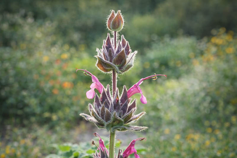 Hummingbird Sage, Salvia Spathacea, Salvia, Sage,