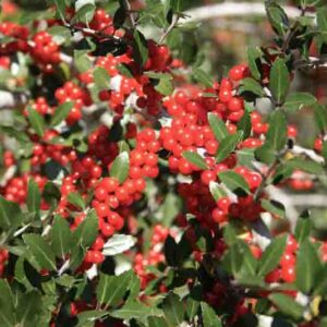 Ilex vomitoria, Yaupon, Yaupon Holly, Cassina, red berries, evergreen shrub, Aquifoliaceae, Berry, holly, Ilex, winter shrub