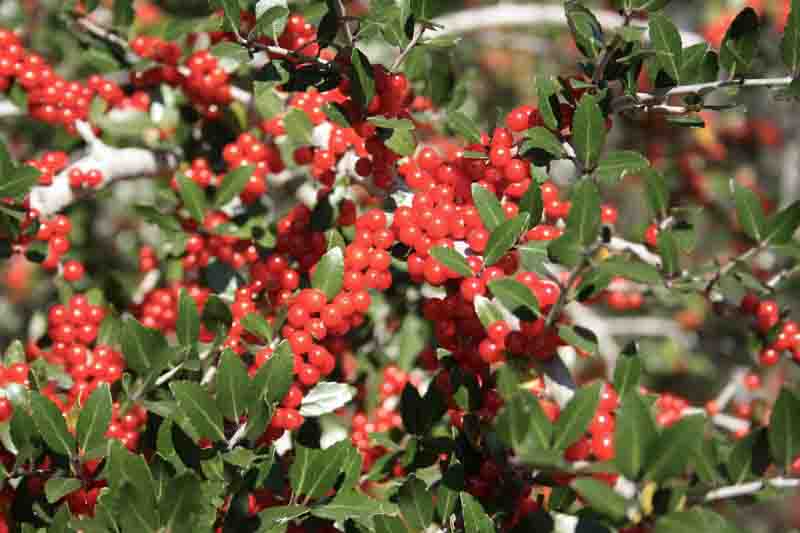 Ilex vomitoria, Yaupon, Yaupon Holly, Cassina, red berries, evergreen shrub, Aquifoliaceae, Berry, holly, Ilex, winter shrub