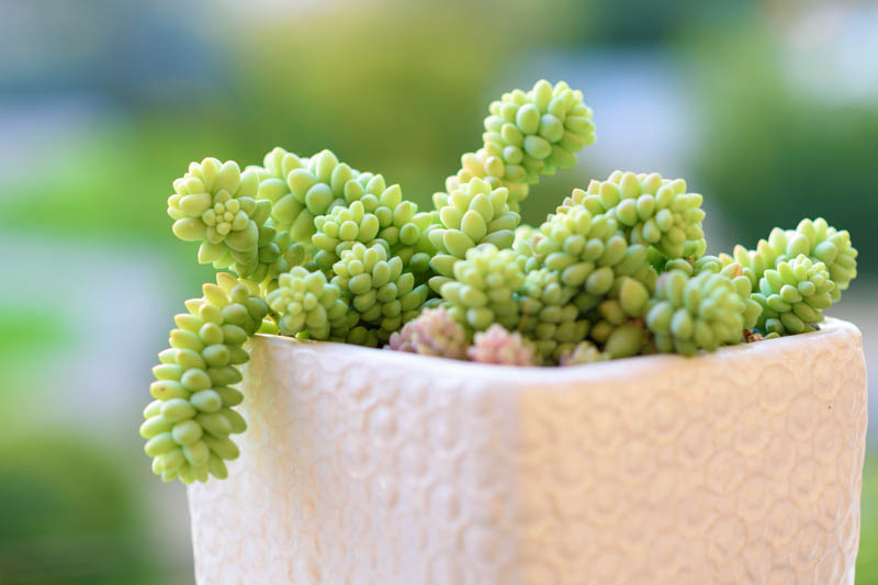 Sedum morganianum, Burro's Tail, Donkey Tail, Donkey's Tail, Horse's Tail, Lamb's Tail