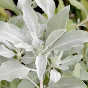 Salvia apiana, White Sage, California White Sage, Native Sage