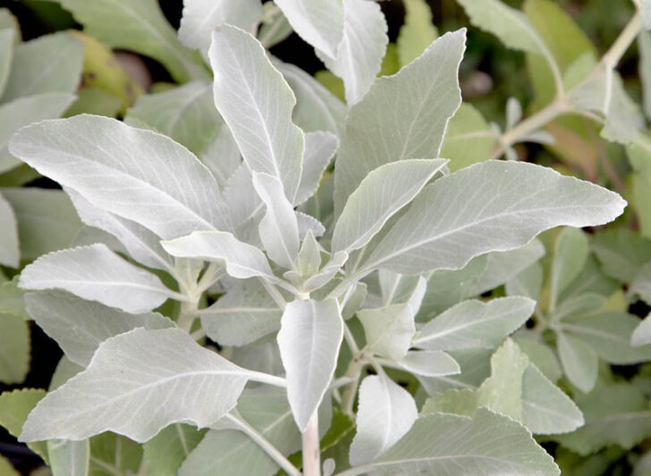 Salvia apiana, White Sage, California White Sage, Native Sage