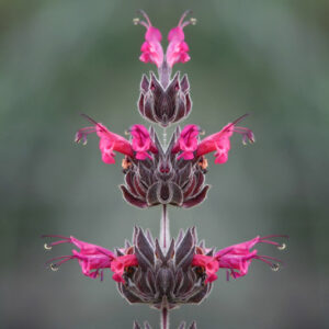 Hummingbird Sage, Salvia Spathacea, Salvia, Sage,