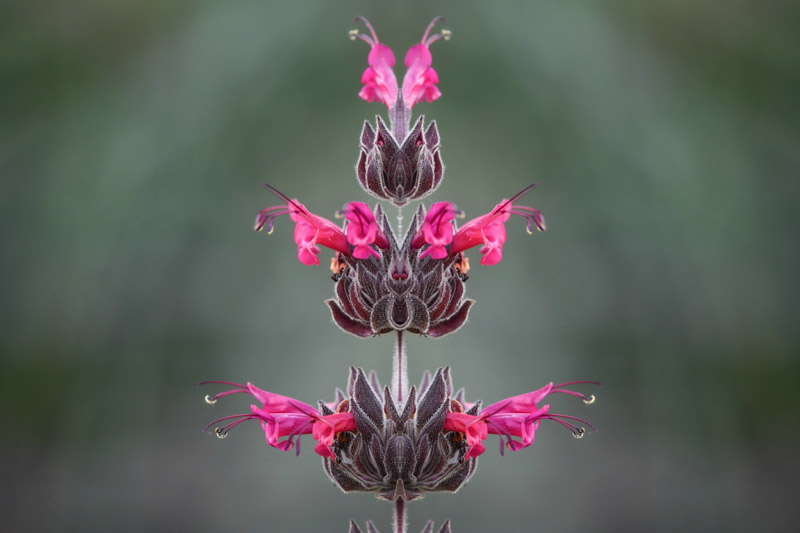 Hummingbird Sage, Salvia Spathacea, Salvia, Sage,
