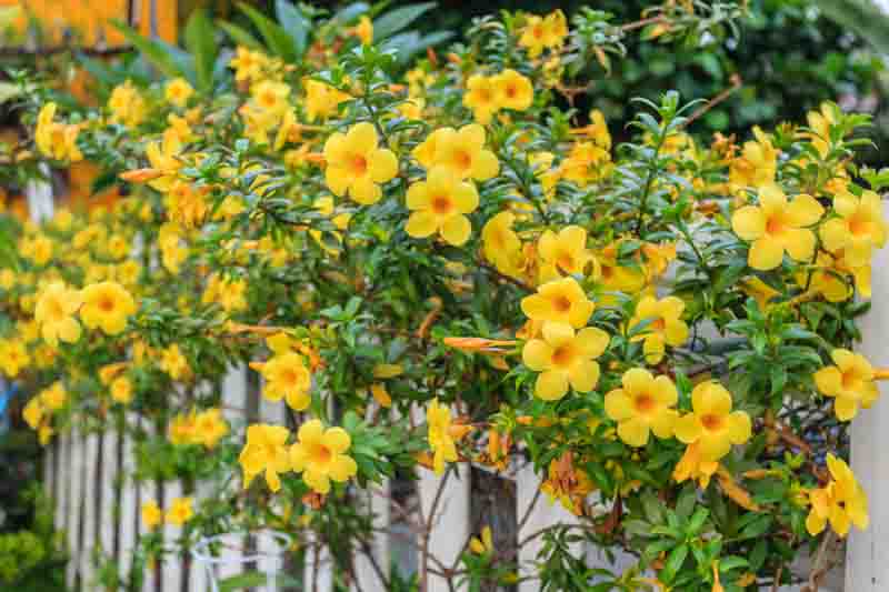 Allamanda, Golden-Trumpet, Golden Trumpet Vine, Yellow Allamanda, Allamanda cathartica, Vining Plant