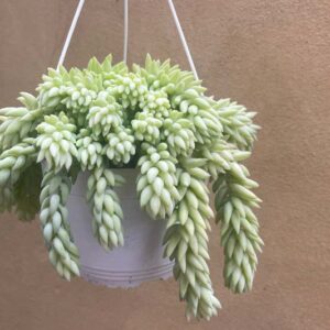 Sedum morganianum, Burro's Tail, Donkey Tail, Donkey's Tail, Horse's Tail, Lamb's Tail