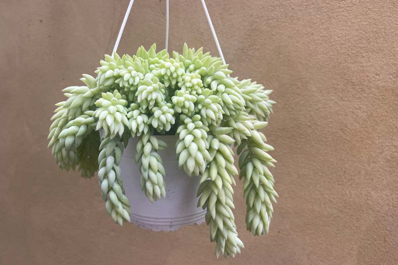 Sedum morganianum, Burro's Tail, Donkey Tail, Donkey's Tail, Horse's Tail, Lamb's Tail