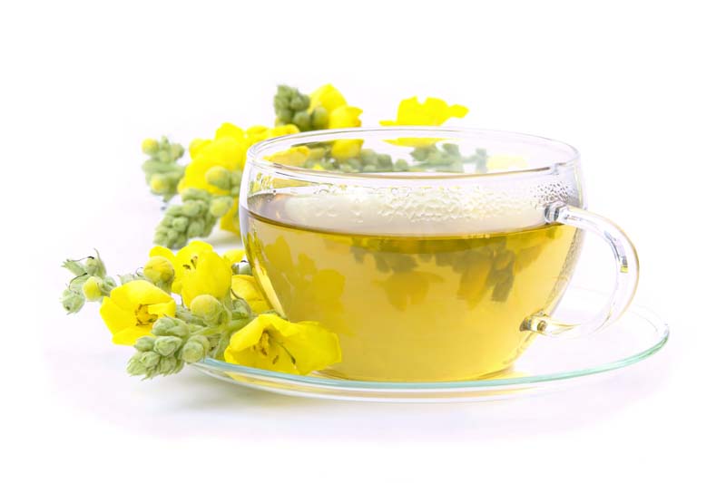 Mullein Tea, Mullein, Great Mullein, Mullein Benefits, Mullein Plant, Verbascum thapsus