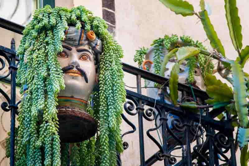 Sedum morganianum, Burro's Tail, Donkey Tail, Donkey's Tail, Horse's Tail, Lamb's Tail