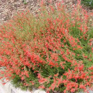 Penstemon pinifolius, Pine-needle Penstemon, Pine-needle Beardtongue, Red Penstemon