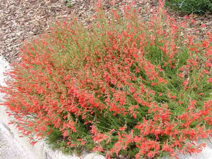 Penstemon pinifolius, Pine-needle Penstemon, Pine-needle Beardtongue, Red Penstemon