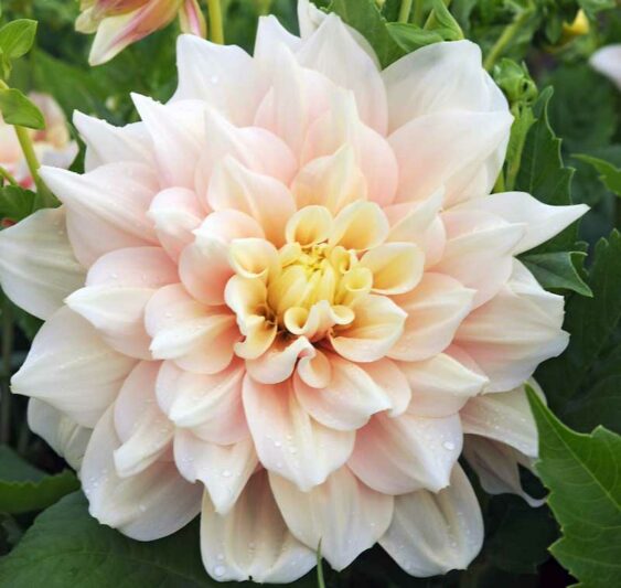 Dahlia Break Out, Break Out Dahlia, Decorative Dahlias, Dinner Plate Dahlias, Dinnerplate Dahlias, Giant Dahlias, Cream Dahlia Flowers, Dahlia Tubers, Dahlia Bulbs, Dahlia Flower, Dahlia Flowers, summer bulbs