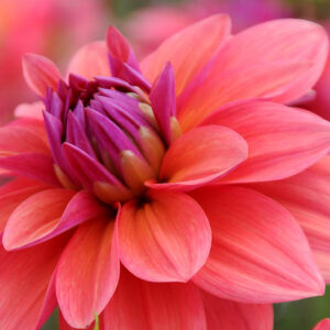 Dahlia American Dawn, American Dawn Dahlia, Decorative Dahlias, Dahlia for borders, Dahlia for containers, Dahlia for cutting, Coral Dahlias, Orange Dahlias, Dahlia with dark foliage, dark-leaved dahlias, Dahlia Tubers, Dahlia Bulbs