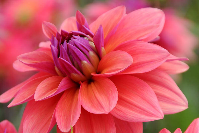 Dahlia American Dawn, American Dawn Dahlia, Decorative Dahlias, Dahlia for borders, Dahlia for containers, Dahlia for cutting, Coral Dahlias, Orange Dahlias, Dahlia with dark foliage, dark-leaved dahlias, Dahlia Tubers, Dahlia Bulbs