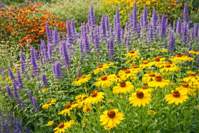 Agastache foeniculum, helenium, Anise hyssop and sneezeweed flowers