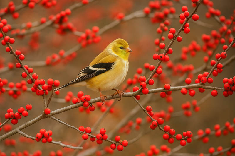 Ilex verticillata, Winterberry, American songbird