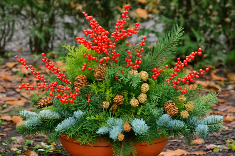 Ilex verticillata, Winterberry, Winter Arrangement, Christmas Arrangement