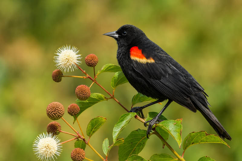 Red-winged Blackbird on cephalanthus occidentalis, Bird on buttonbush