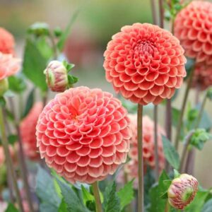 Dahlia Cornel Brons, Cornel Brons Dahlia, Ball Dahlias, Orange Dahlias, Dahlia Tubers, Dahlia Bulbs, Dahlia Flower, Dahlia Flowers, summer bulbs