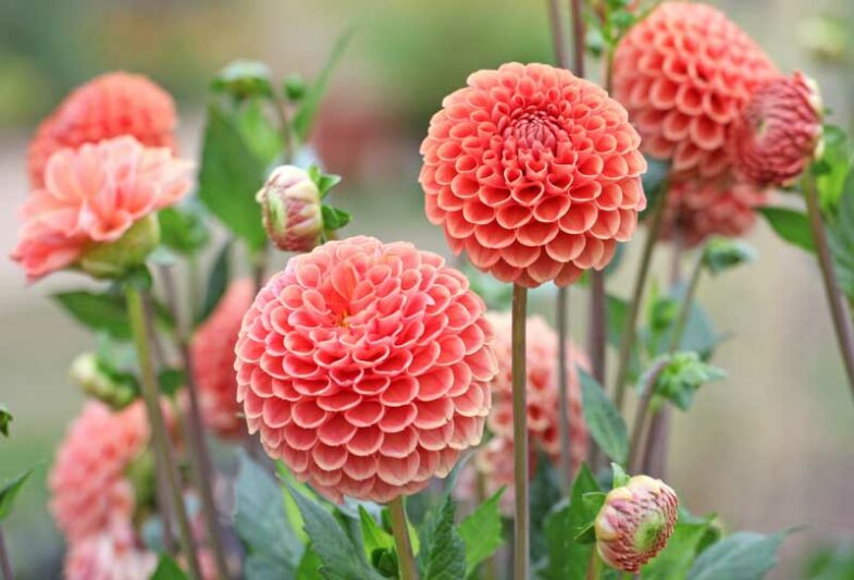 Dahlia Cornel Brons, Cornel Brons Dahlia, Ball Dahlias, Orange Dahlias, Dahlia Tubers, Dahlia Bulbs, Dahlia Flower, Dahlia Flowers, summer bulbs