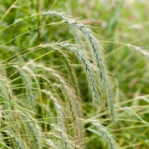 Canada Wild Rye grass, Elymus canadensis