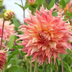 Dahlia 'Penhill Watermelon', Penhill Watermelon Dahlia , Decorative Dahlias, Dinner Plate Dahlias , Dinnerplate Dahlias, Giant Dahlias, Pink Dahlia Flowers, Dahlia Tubers, Dahlia Bulbs, Dahlia Flower, Dahlia Flowers, summer bulbs